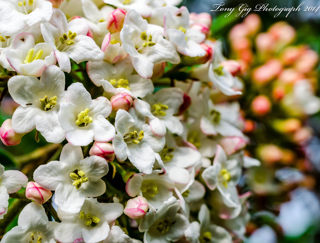 Viburnum Flowers by tonygig