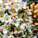Viburnum Flowers by tonygig