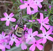 31st Mar 2014 - Bumblebee