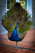 31st Mar 2014 - Peacock at the Winery