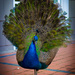 Peacock at the Winery by princessleia