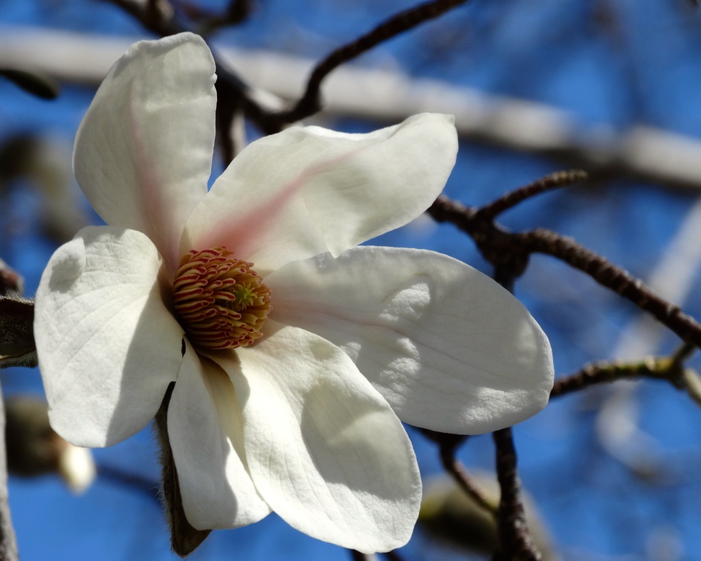 White Blooming Magnolia  by khawbecker