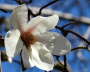 31st Mar 2014 - White Blooming Magnolia 