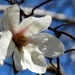 White Blooming Magnolia  by khawbecker