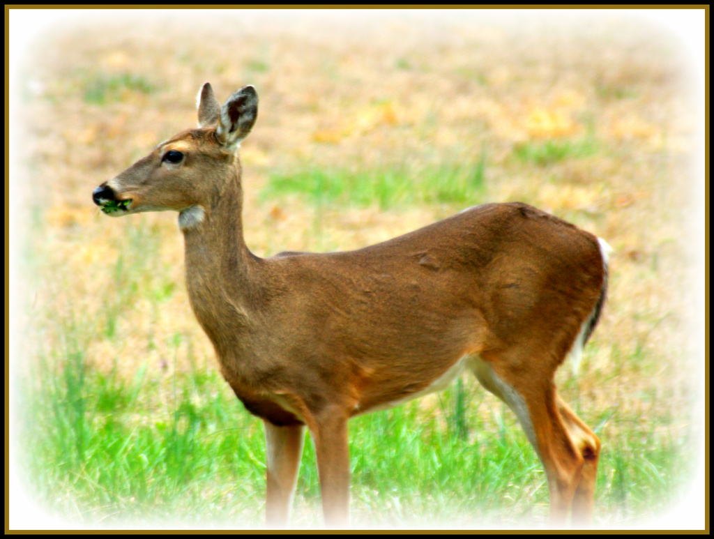 Deer on Alert by vernabeth
