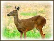 16th Mar 2014 - Deer on Alert