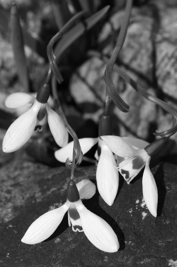Snowdrops in Black and White by mzzhope