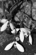 31st Mar 2014 - Snowdrops in Black and White