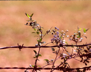 1st Apr 2014 - Surreal Spirea