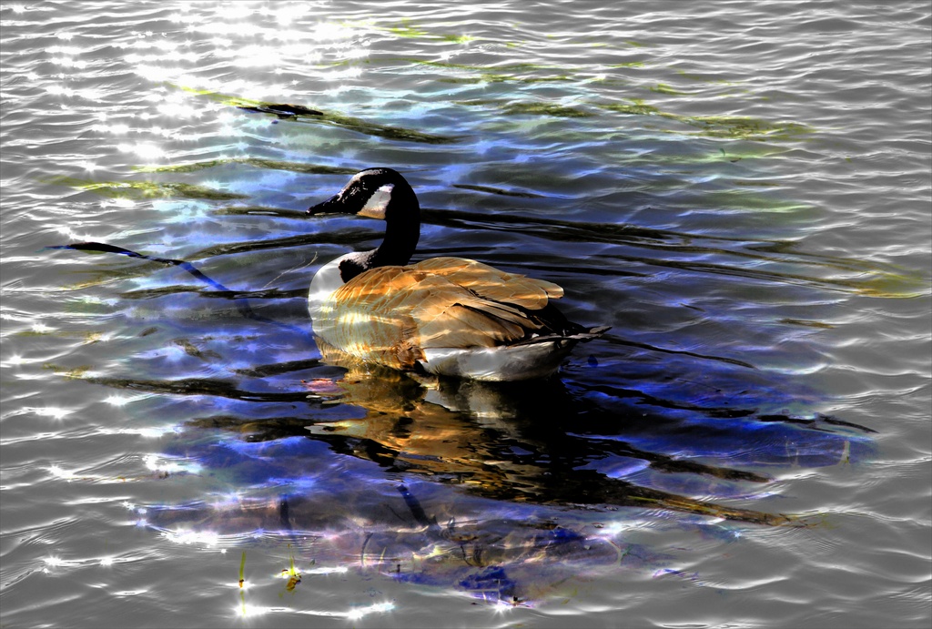 Goose On Lake by digitalrn