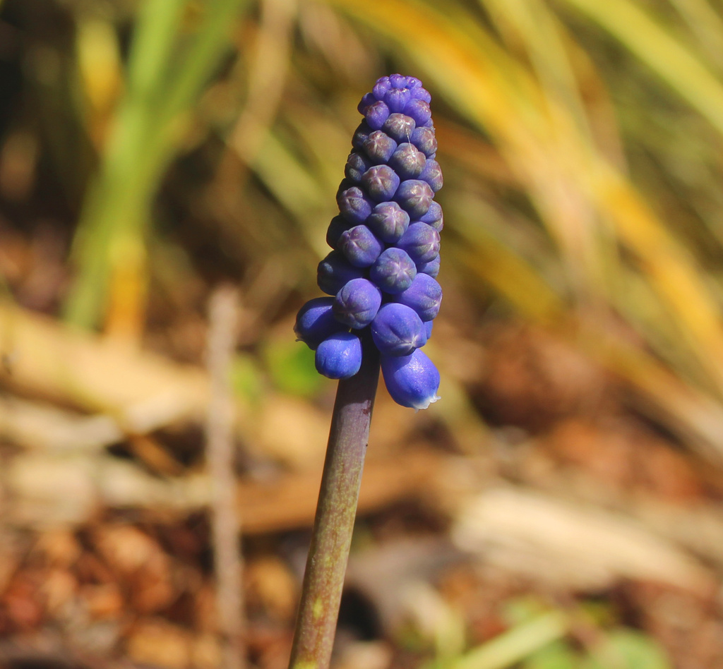 crocus by nanderson