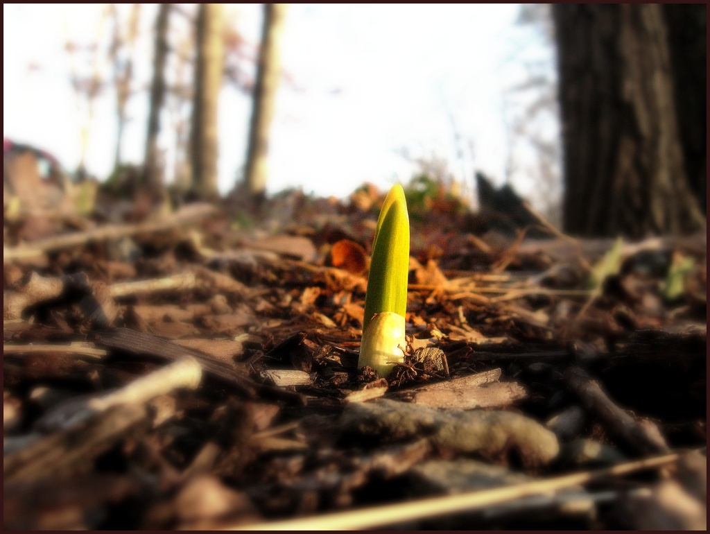Daffodil Sighting! by olivetreeann