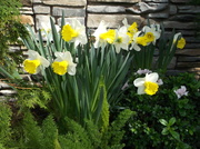 31st Mar 2014 - Daffodils are delightful