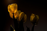 31st Mar 2014 - Tulips in the Light