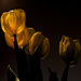 Tulips in the Light by taffy