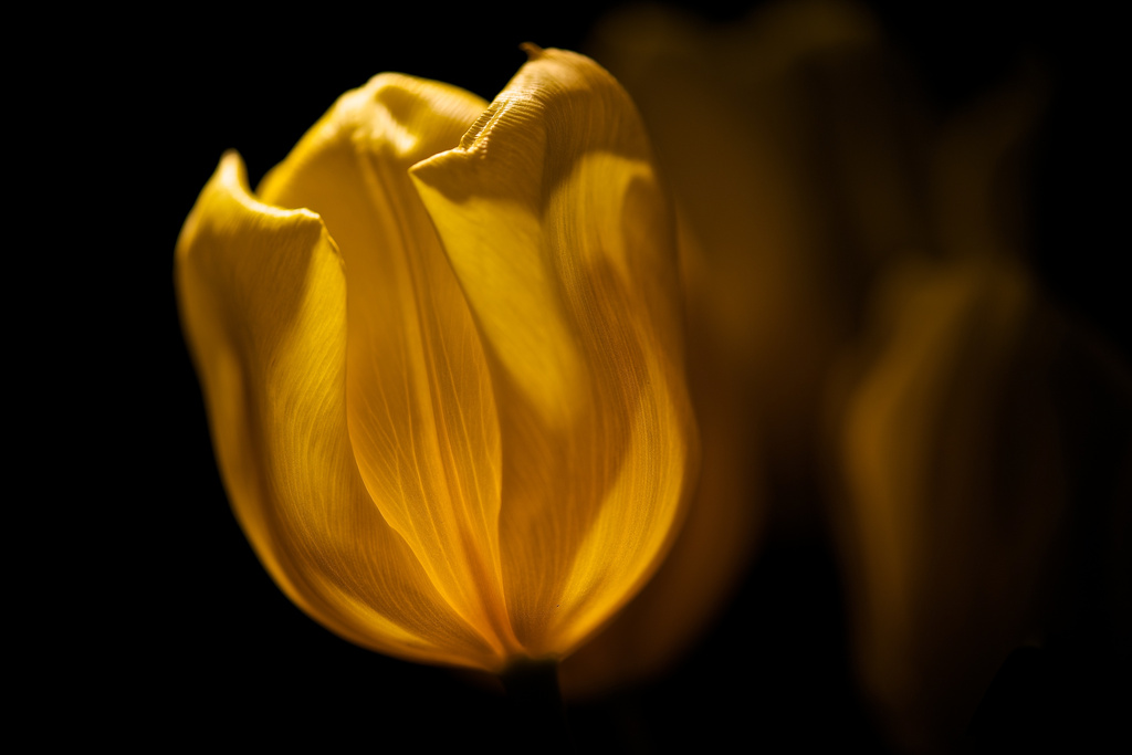 A Tulip in the Light by taffy