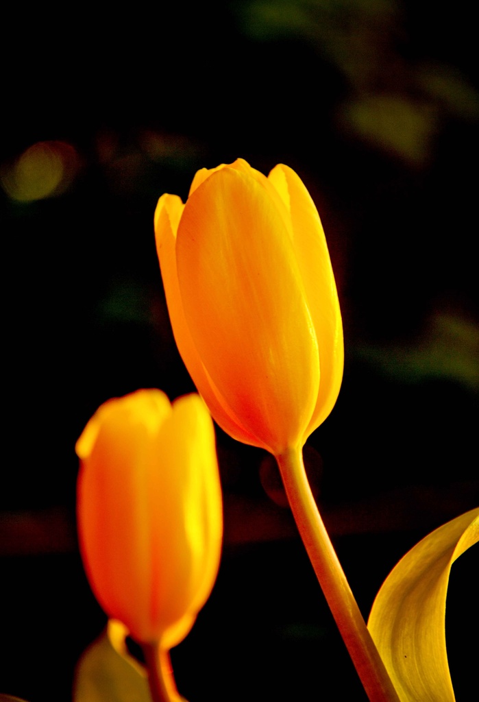tulips by corymbia