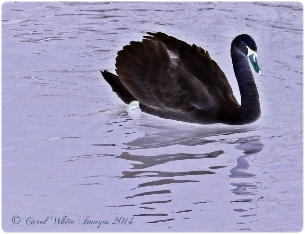 Swan In Negative by carolmw