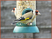 1st Apr 2014 - Goldfinches