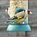 Goldfinches by carolmw