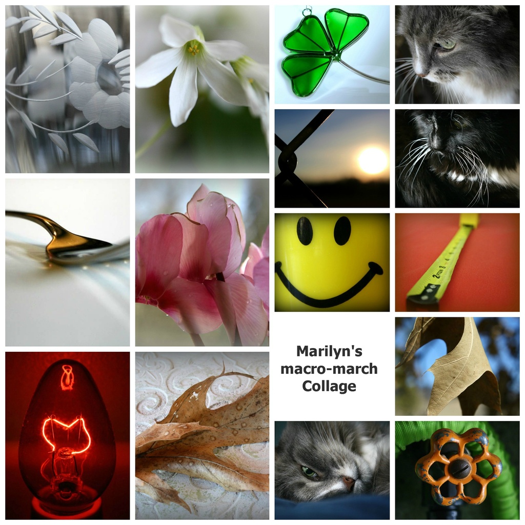 Marilyn's macro march collage by mittens