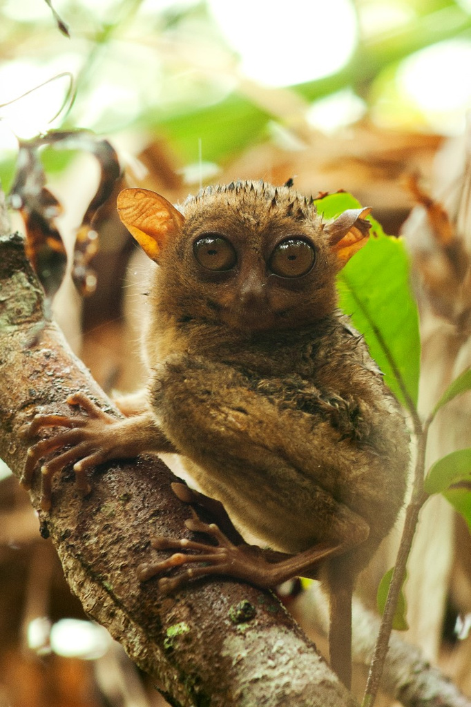 Tarsier! by lily