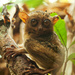 Tarsier! by lily