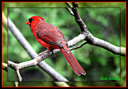18th Mar 2014 - Cardinal in Tree