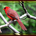 Cardinal in Tree by vernabeth