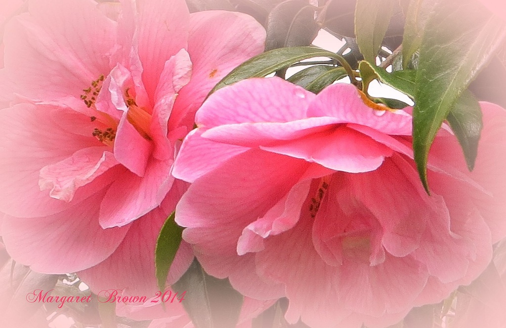 Camellia  by craftymeg