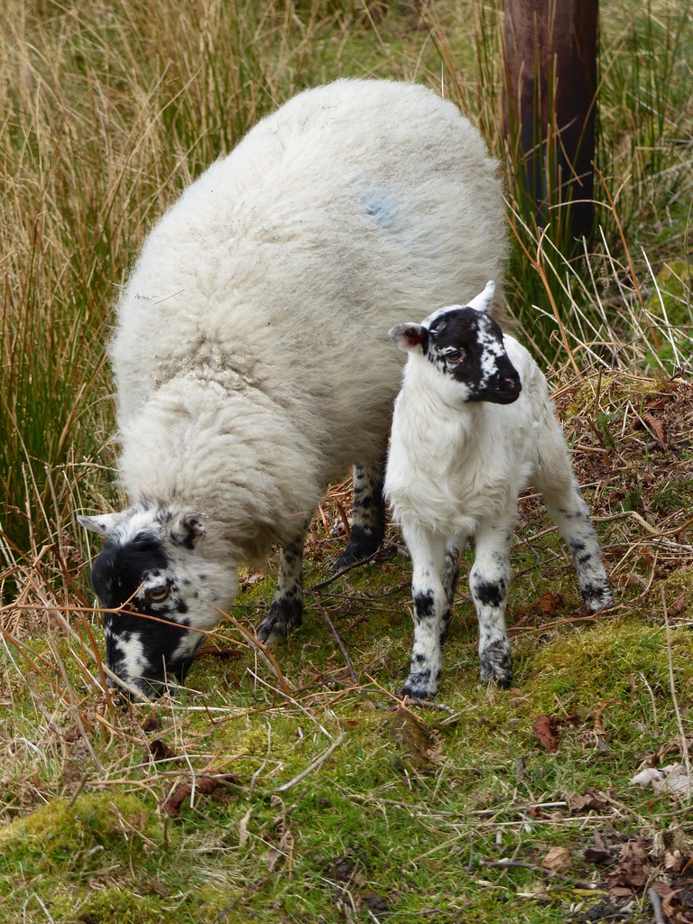  Beulah Speckled Face Ewe and Lamb by susiemc