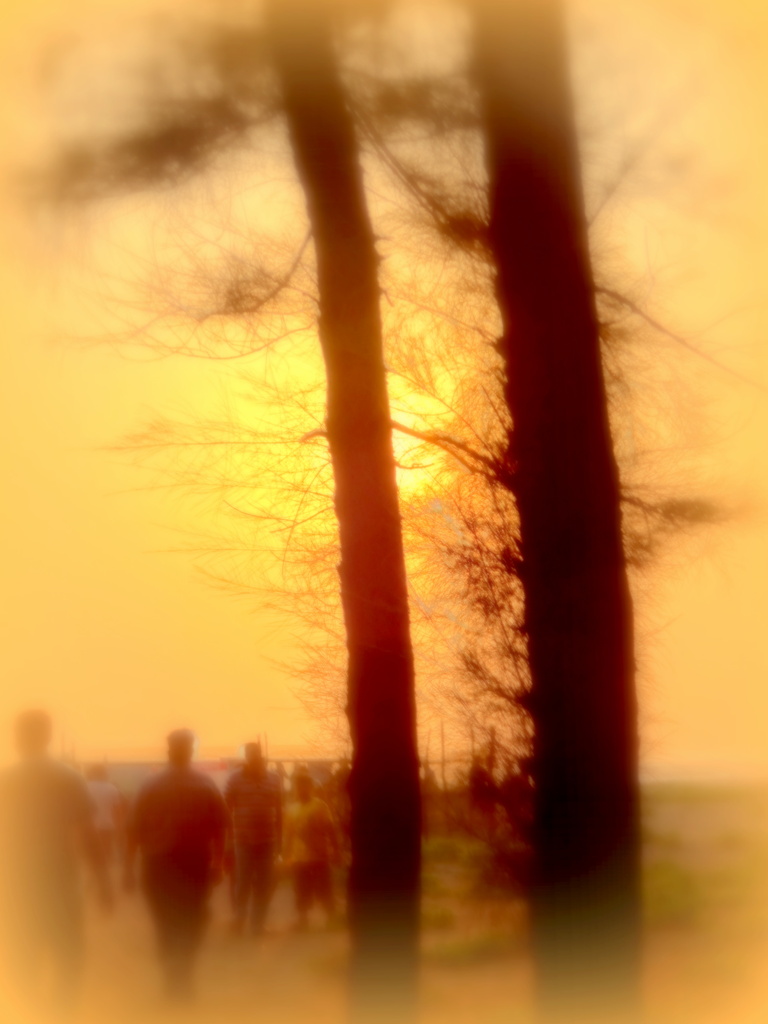 The sun peeps through the trees... by amrita21