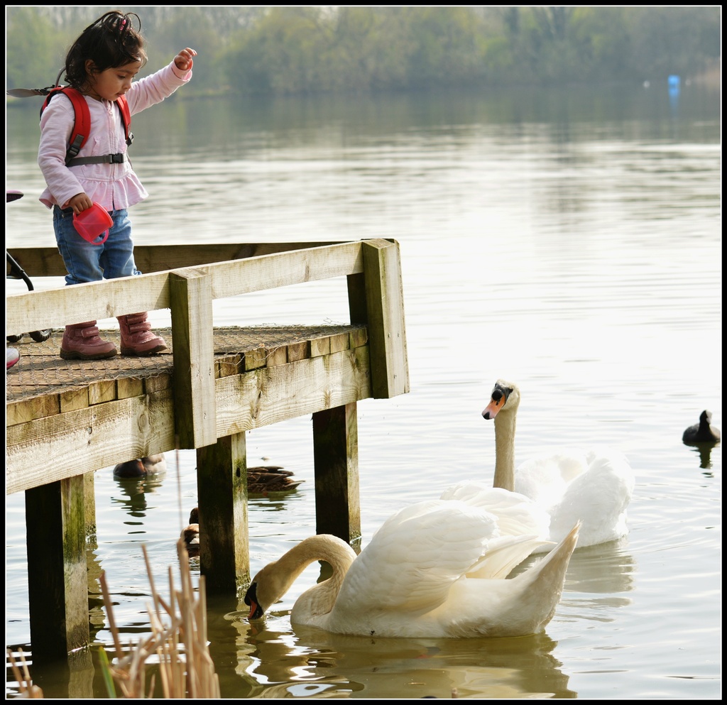 Feeding the swans by rosiekind