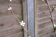 31st Mar 2014 - The first plum blossom on our plum tree.