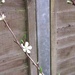 The first plum blossom on our plum tree. by jennymdennis
