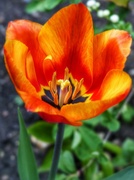 1st Apr 2014 - Tulip