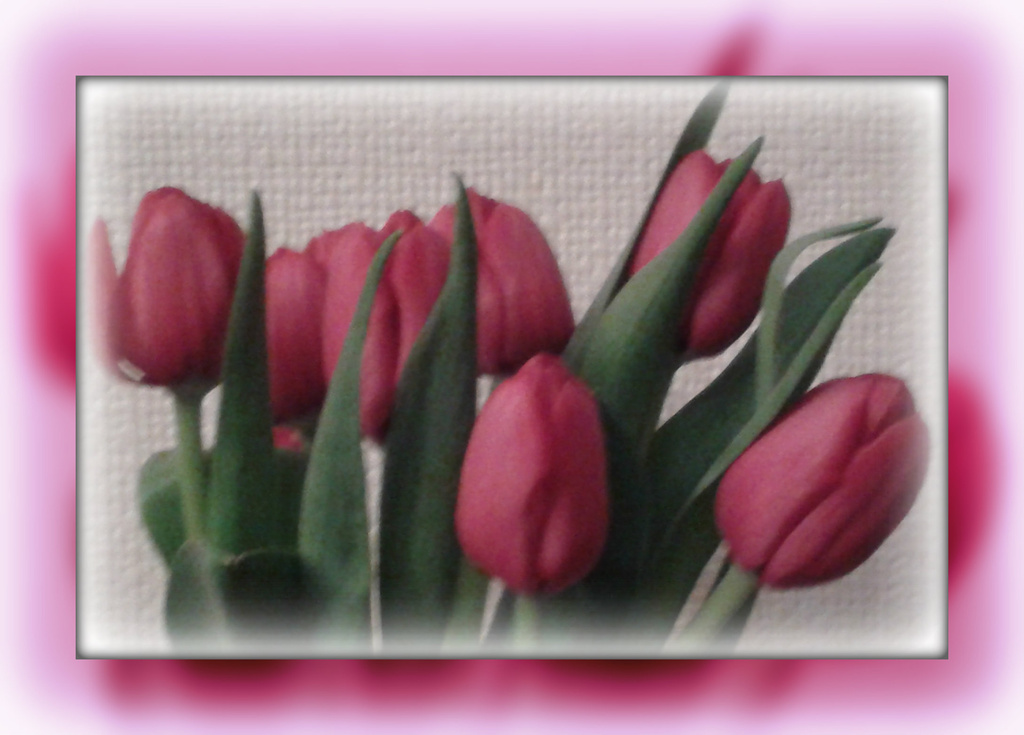 tulips from Allan by sarah19