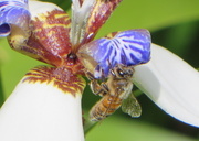 29th Mar 2014 - Honey Bee on Blossum