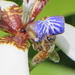Honey Bee on Blossum by rob257