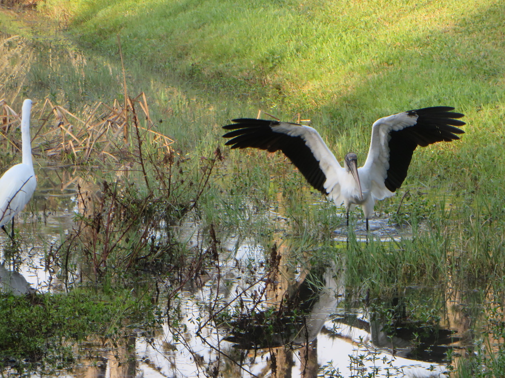 Wood Stork coming in for a landing. by rob257