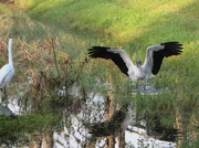 27th Mar 2014 - Wood Stork coming in for a landing.