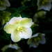 Hellebore and Friends by vignouse