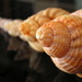 More shells! by judithdeacon