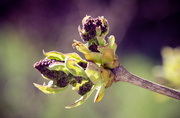 1st Apr 2014 - Lilac Bud