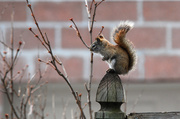1st Apr 2014 - The little red squirrel!