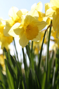 1st Apr 2014 - Daffodils
