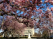 1st Apr 2014 - Rawlins Park Magnolias 