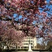 Rawlins Park Magnolias  by khawbecker