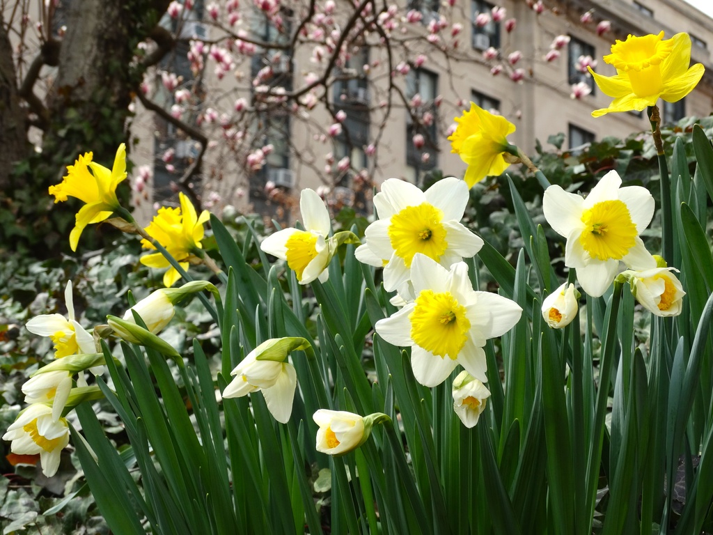 Daffodils Daffodils by khawbecker
