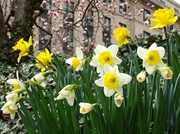 1st Apr 2014 - Daffodils Daffodils